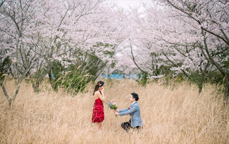 Jeju Japan Cherry Blossoms Season