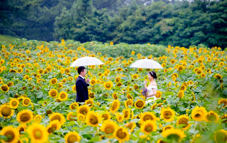 Jeju Sunflower Fields July