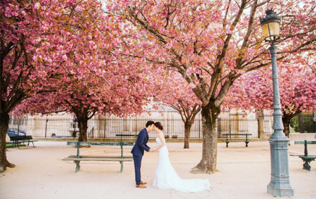 Paris Cherry Blossoms Season