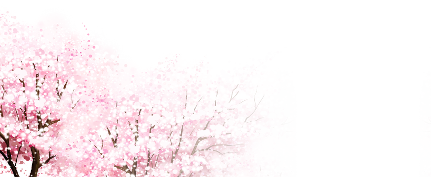 cherry blossoms tree