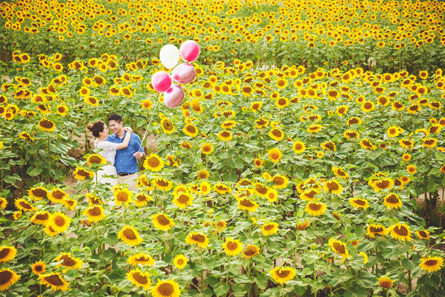 Japan Hokkaido Sunflowers Flowers
