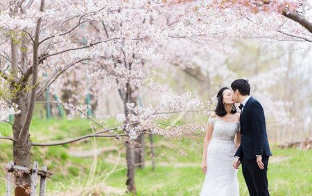 Japan Hokkaido Cherry Blossoms Season