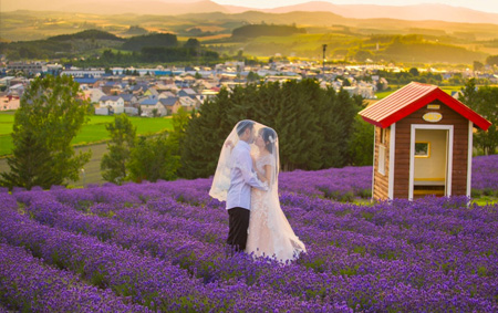 Hokkaido Lavender Season July