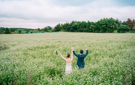 Buckwheat Flowers Jeju Island Korea