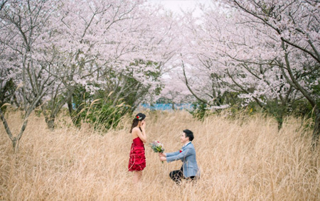Jeju Japan Cherry Blossoms Season