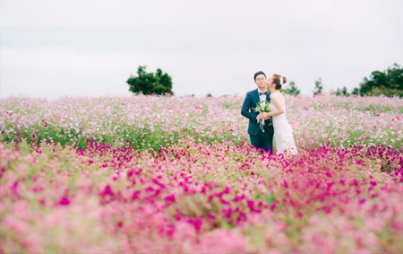 Cosmos Flowers Jeju Island Korea