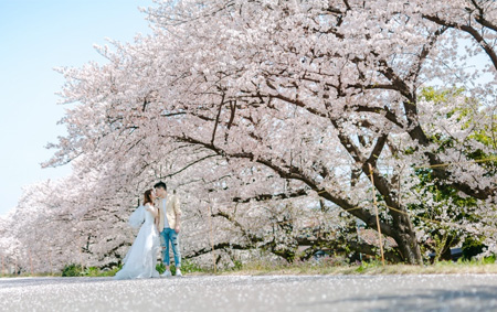 Kawazu Japan Cherry Blossoms Season