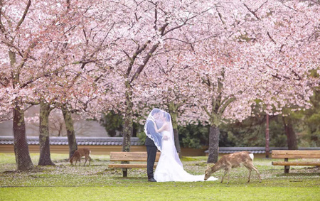 Nara Japan Cherry Blossoms Season