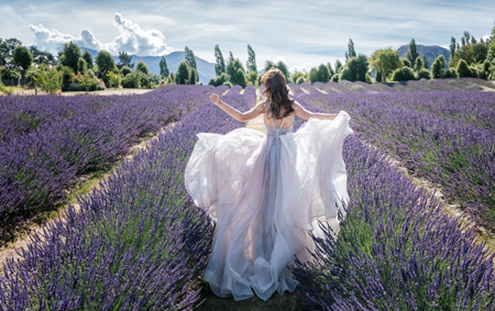 New Zealand Lavenders Season