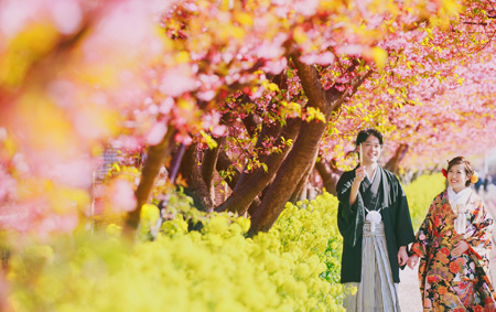 Okinawa Japan Cherry Blossoms Season